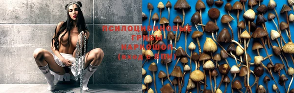 гидра Дмитров